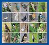 Stammetjes Vogels beloningsstickers