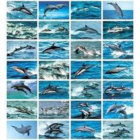 Stammetjes Dolfijnen
