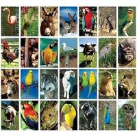 Stammetjes Vogels, bos- en huisdieren