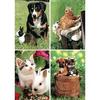 Beloningskaarten Huisdieren samen 80 kleine kaarten