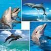 Grote ansichtkaarten Dolfijnen 24 kaarten