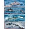 Leeswijzers Dolfijnen 24 kaarten