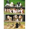Leeswijzers Honden 24 kaarten
